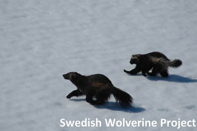 Interactions with other species - The Swedish Wolverine Project