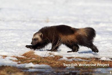 Interactions with other species - The Swedish Wolverine Project